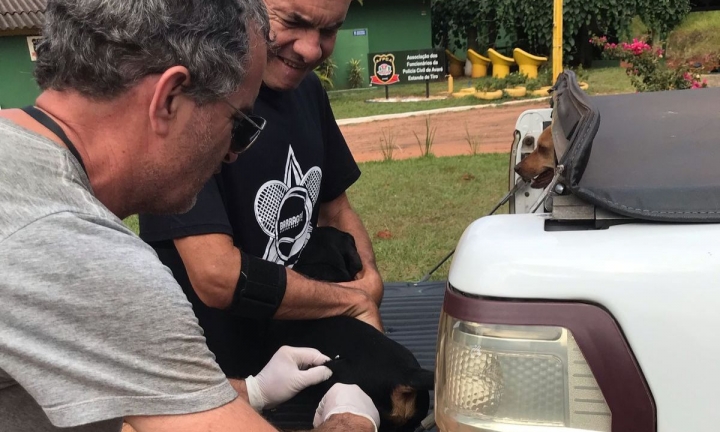 Vacinação contra a raiva em cães e gatos acontece nos dias 29 e 30 de abril