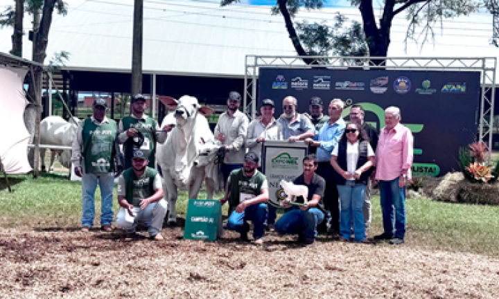 Exponel 2026 coloca Avaré no centro da pecuária nacional e reúne elite da genética Nelore do Brasil