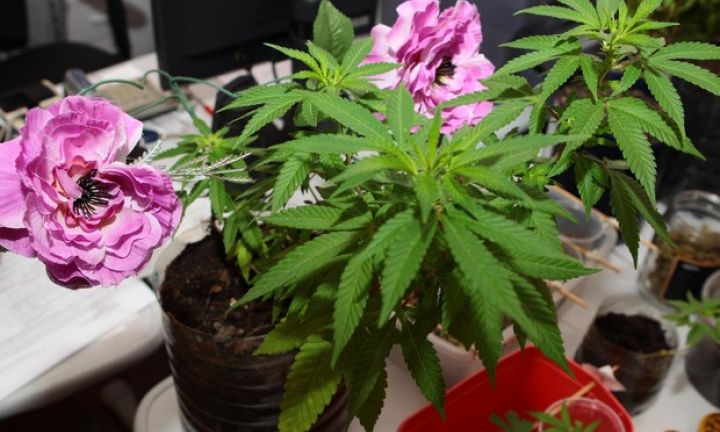 Mãe denuncia filho por tráfico após notar plantas estranhas em quintal