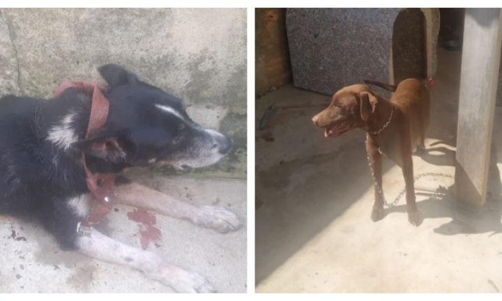 Dois cachorros em situação de abandono são resgatados pela Polícia Civil