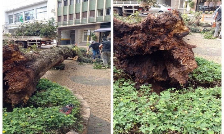 Ventos derrubam enorme árvore no Largo São João na noite de terça-feira