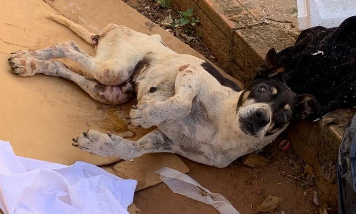 Cachorro em situação de abandono é resgatado e tutor preso pela Polícia Civil