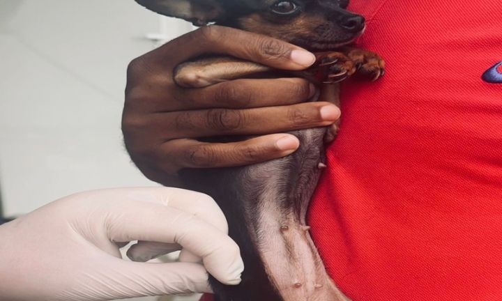 Semana da Saúde Emocional oferece feira gratuita, atendimentos e vacinação em Avaré