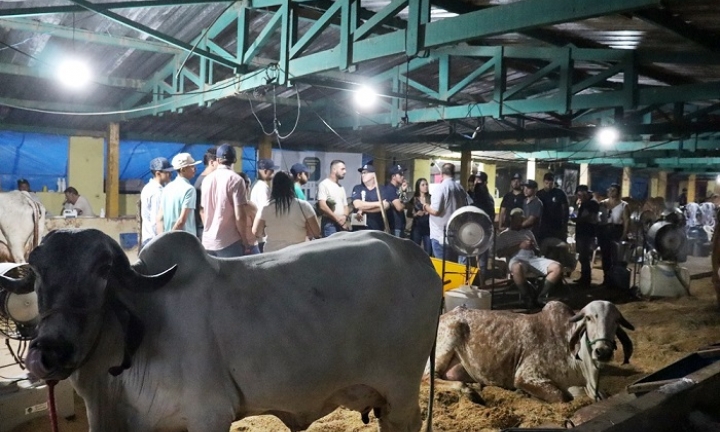 Alunos da Eduvale estagiam na 7ª Exposição Estadual do GIR Leiteiro