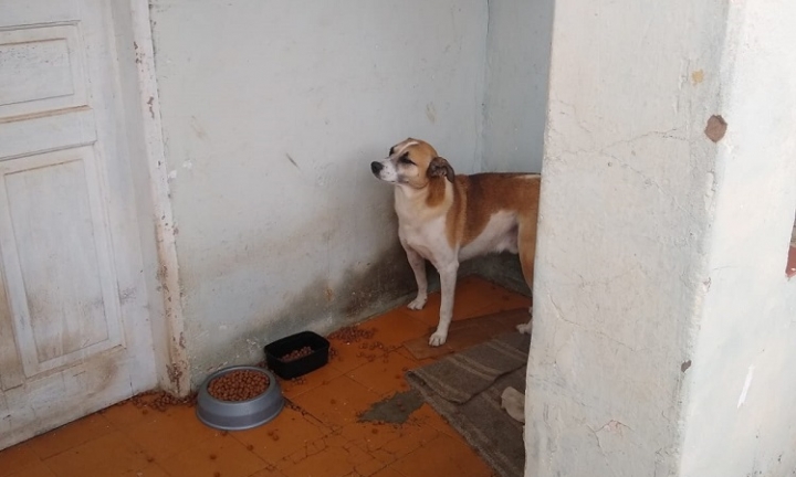 Polícia Civil resgata cão deixado sozinho em residência