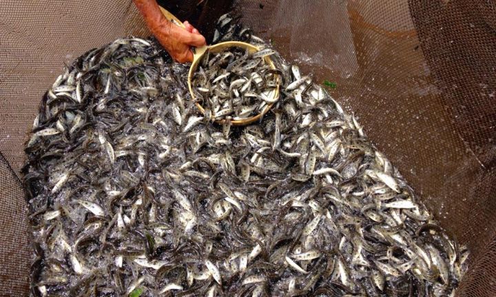 CTG Brasil solta 620 mil peixes no Rio Paranapanema