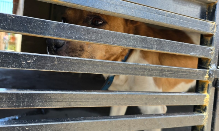 Operação Escudo Animal 2 mobiliza Polícia Civil e entidades na defesa dos animais