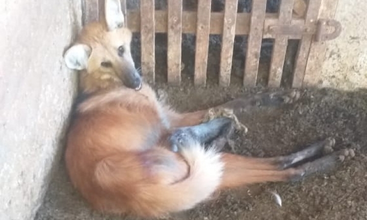 Bombeiros de Itaí resgatam lobo-guará ferido gravemente em fazenda