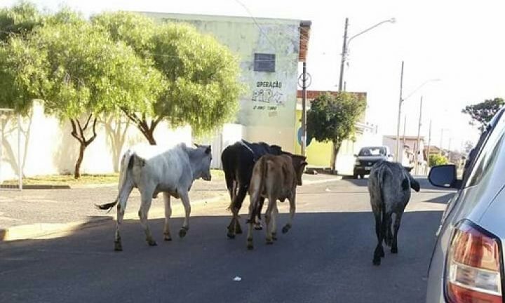 Internauta flagra bovinos andando em rua de Avaré
