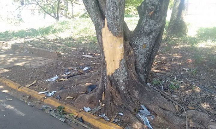 Adolescente de 15 anos morre ao bater moto em árvore em Avaré