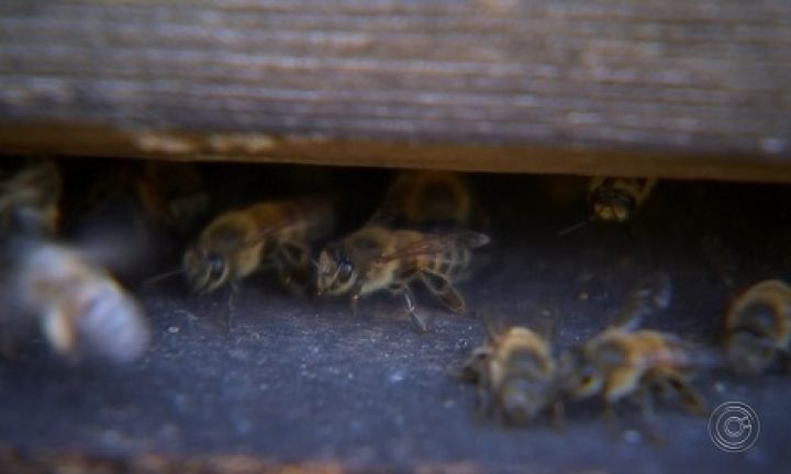 Morre idoso atacado por abelhas em Cerqueira César