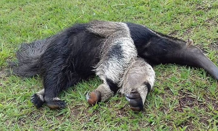 Animais estão morrendo atropelados na SP 245