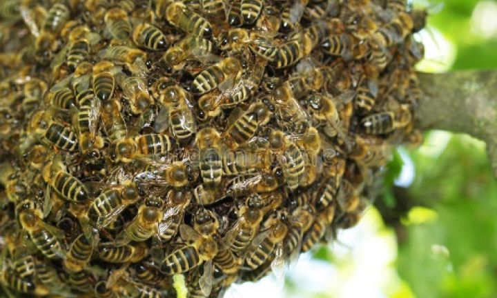 Idoso é atacado por abelhas e sofre mais de 2 mil ferroadas