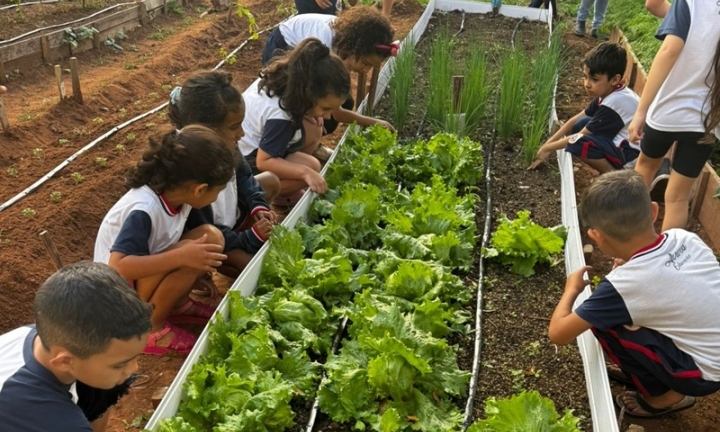 Horta escolar coloca alunos como protagonistas em projeto de educação ambiental