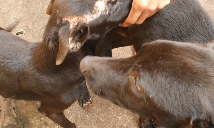 Polícia Civil prende homem em flagrante por maus-tratos aos animais 