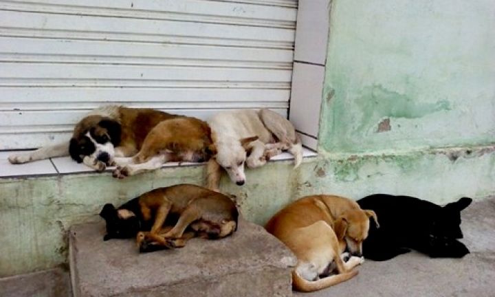 Casos de abandono de animais aumentam consideravelmente em Avaré