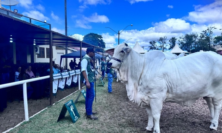 Exponel 2026 coloca Avaré no centro da pecuária nacional e reúne elite da genética Nelore do Brasil
