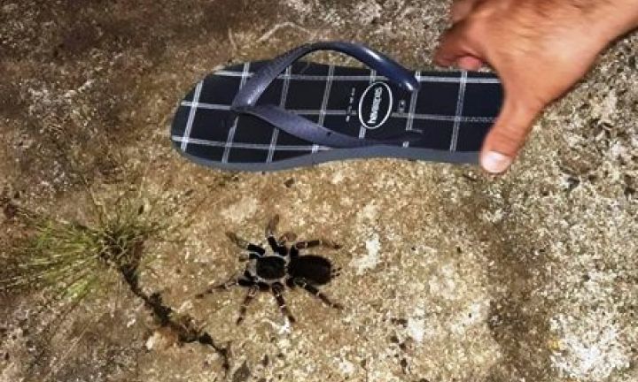 Moradora do Avaré I reclama de invasão de aranhas