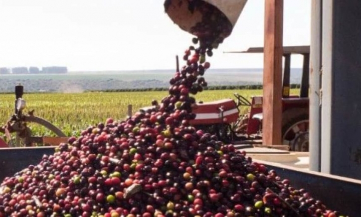 Avaré projeta retomada da cafeicultura com apoio da Capal