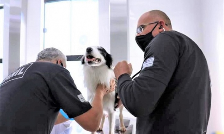Adestradores de presídios participam de curso de primeiros socorros para cães