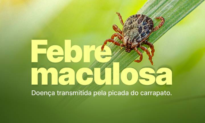 Febre maculosa: o que se sabe sobre a doença e como evitar a infecção