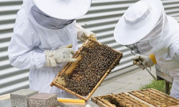 Apicultores fundam associação de produtores de Avaré e região