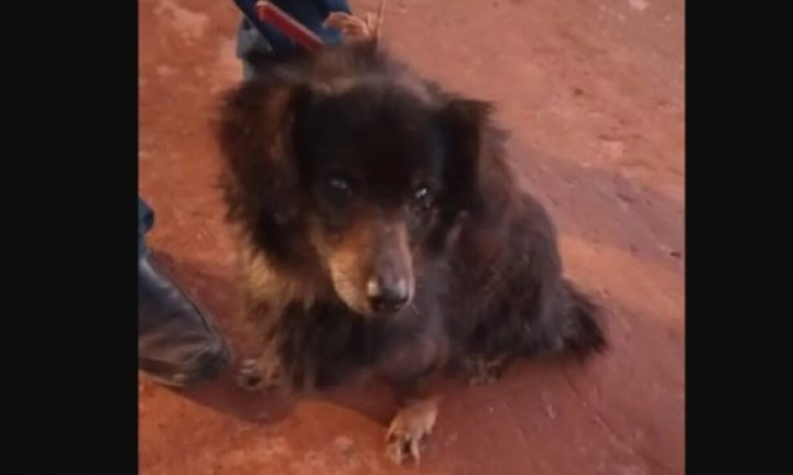 Cão não abandona tutor que faleceu e é encontrado ao lado do corpo do idoso