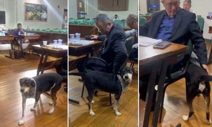 Cão invade sessão da Câmara de Cerqueira César e pede carinho para vereadores