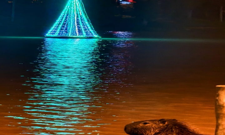 Natal sustentável transforma o Horto Florestal em atração noturna até as 22h