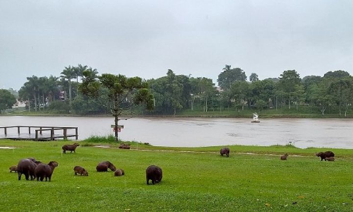 Secretaria reforça medidas para controle de carrapatos no Horto Florestal