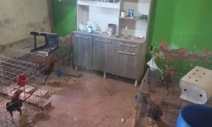 Polícia resgata 52 galos usados em rinha e aplica mais de R$ 1 milhão em multas