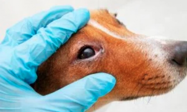 Secretaria do Bem-Estar Animal alerta sobre surto de cinomose em Avaré