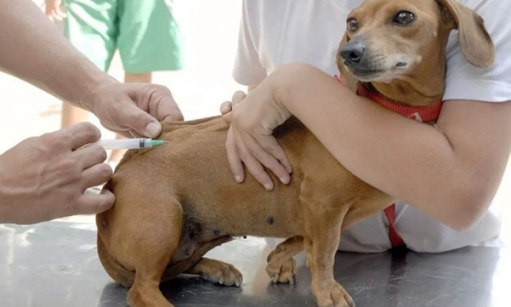 Concha Acústica tem vacinação contra raiva nesta sexta-feira, 5