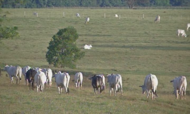 Cinco casos de raiva animal são confirmados em Avaré