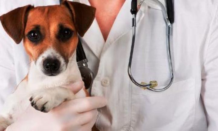 Prefeitura retomará serviços de castração gratuita em animais