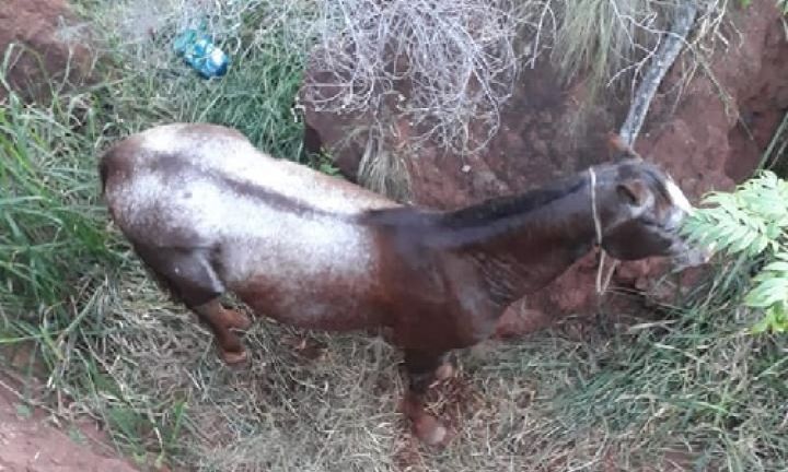 Bombeiros resgatam cavalo que foi furtado e escondido em vala