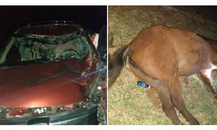 Animal solto em vicinal causa acidente em Avaré