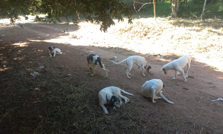 Força-tarefa retira cães de chácara em Avaré em desdobramento de operação