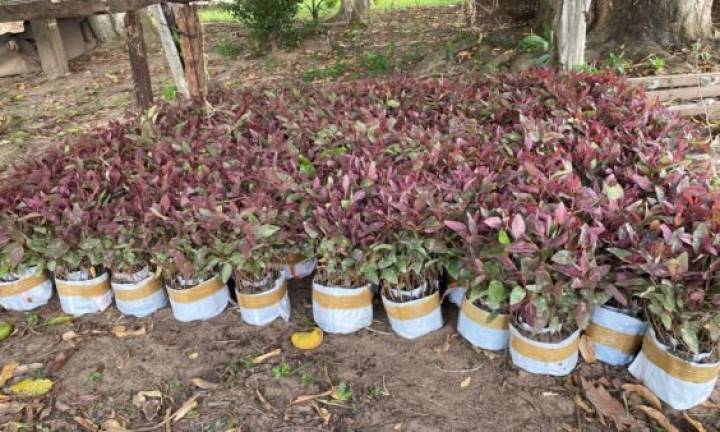 Unidade da CEAGESP em Avaré recebe 5 mil mudas de eucalipto