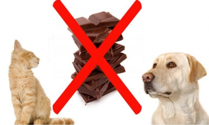 Chocolate pode colocar em risco a saúde dos animais de estimação