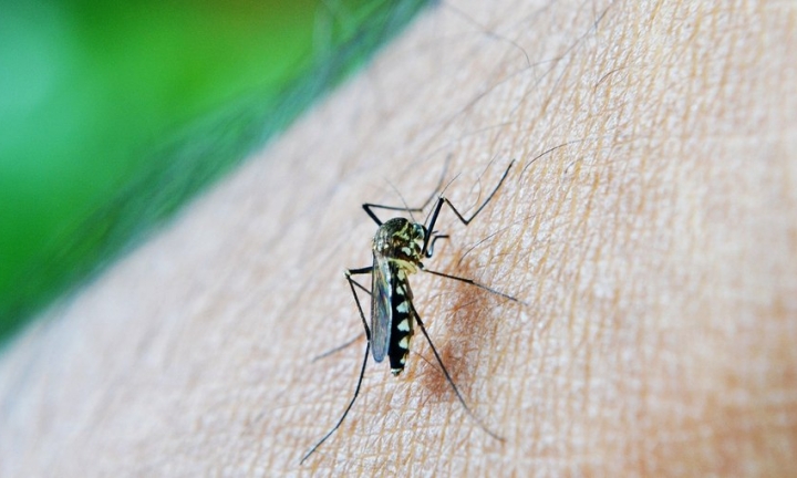 Dengue: São Paulo decreta estado de emergência por causa da doença