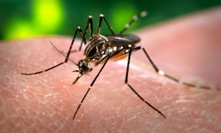 Visa realiza reunião para discutir ações de combate a dengue