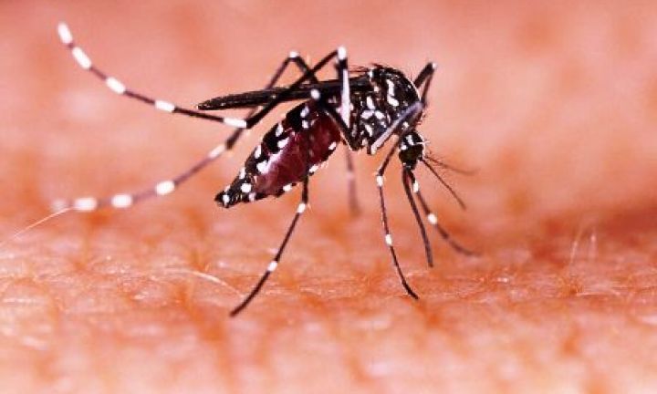 Visa alerta sobre índice de infestação do mosquito da dengue