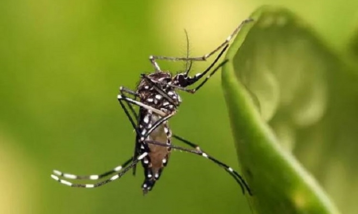 Casos de dengue continuam crescendo em Avaré e já são mais de 1,5 mil