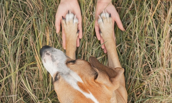 Projeto de lei quer permitir enterro de animais em cemitérios