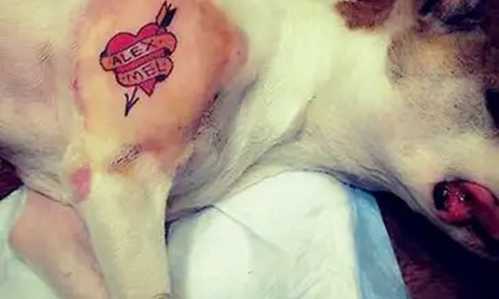Governo sanciona lei que proíbe tatuagens e piercings em cães e gatos