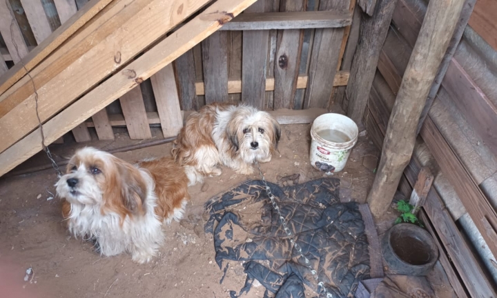 Polícia resgata quatro cães que estavam presos e acorrentados em terreno