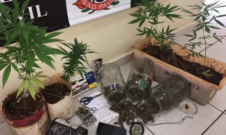 Polícia Civil prende homem que cultivava maconha no quintal de casa