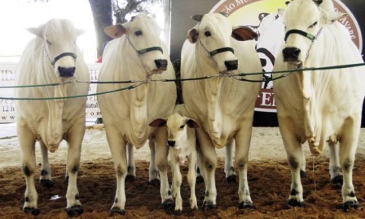 Exposição de animais, leilões e provas vão agitar a Emapa 2018