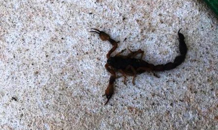 Alerta da Prefeitura sobre escorpiões surte efeito contrário